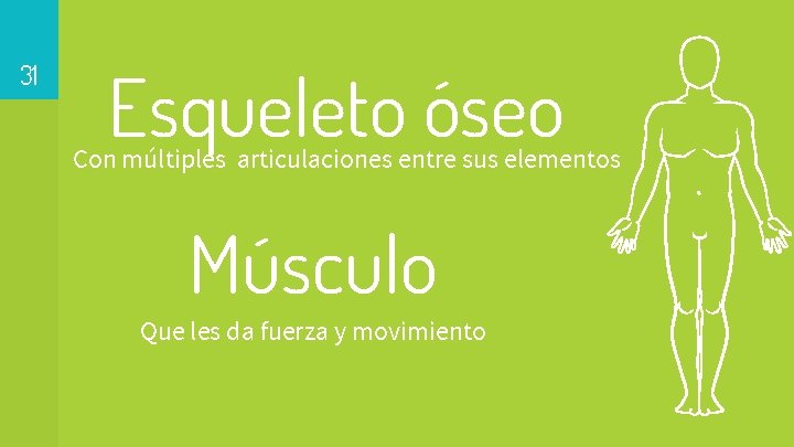 31 Esqueleto óseo Con múltiples articulaciones entre sus elementos Músculo Que les da fuerza