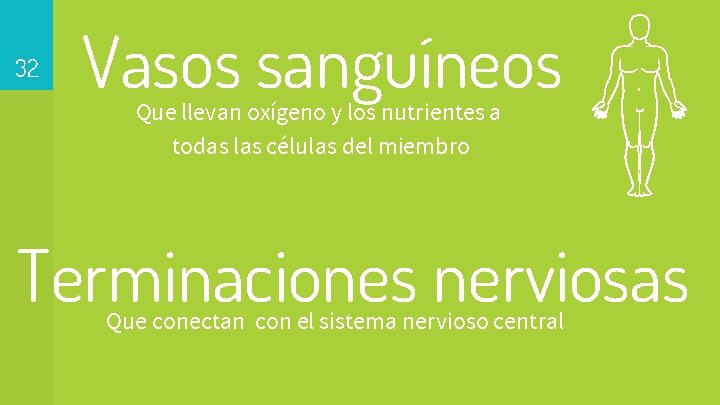 32 Vasos sanguíneos Que llevan oxígeno y los nutrientes a todas las células del