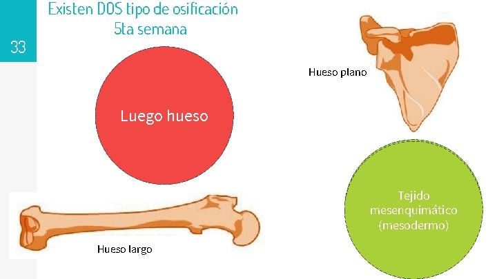 33 Existen DOS tipo de osificación 5 ta semana Hueso plano Luego Endocronal 1.