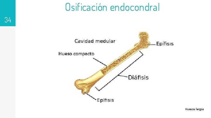 Osificación endocondral 34 Huesos largos 
