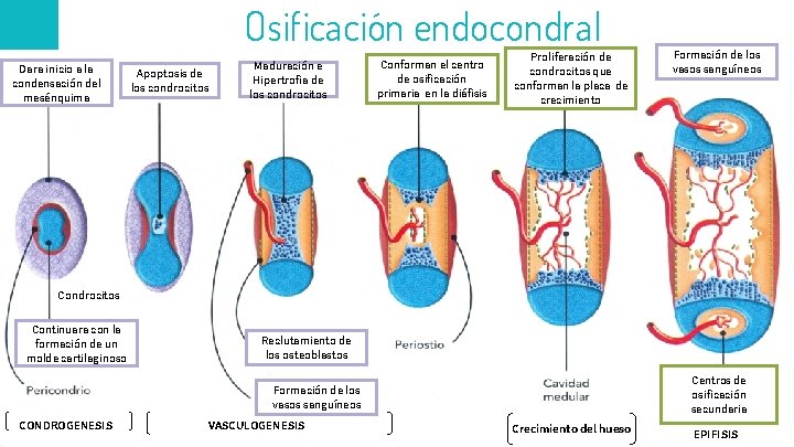 Osificación endocondral 35 Dara inicio a la condensación del mesénquima 4 ta. semana Apoptosis