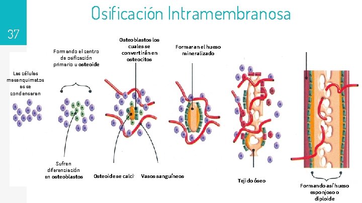 Osificación Intramembranosa 37 Formando el centro de osificación primario u osteoide Osteoblastos los cuales