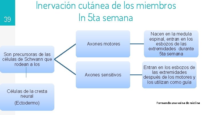 39 Inervación cutánea de los miembros In 5 ta semana Axones motores Son precursoras