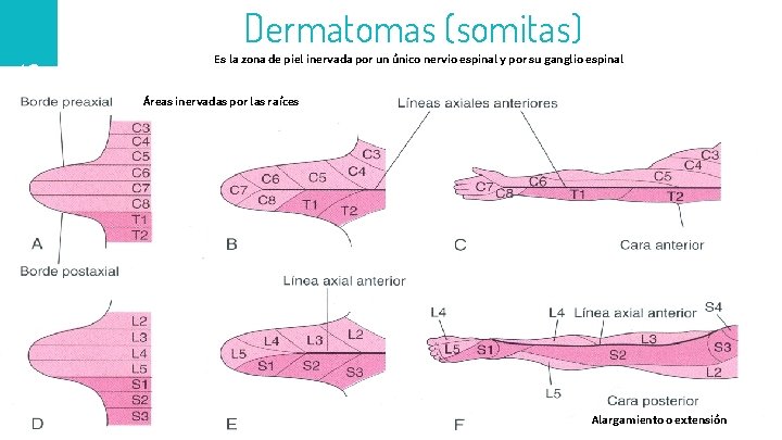 Dermatomas (somitas) 40 4 ta. semana Es la zona de piel inervada por un