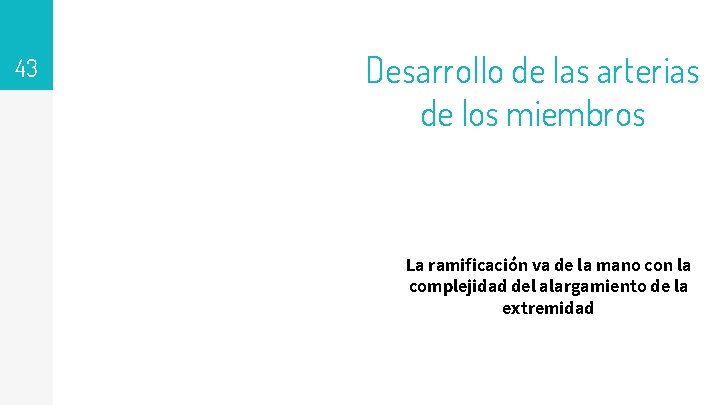 43 4 ta. semana Desarrollo de las arterias de los miembros Los miembros comienzan