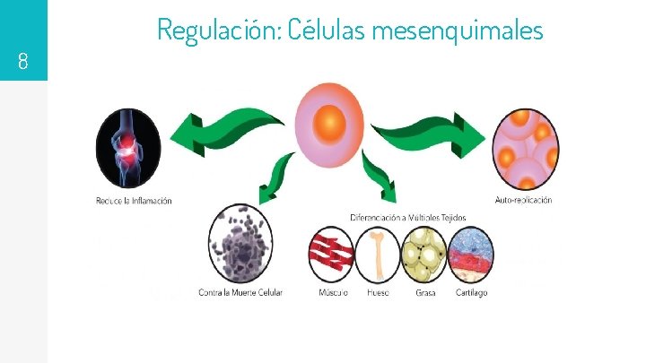 Regulación: Células mesenquimales 8 89, 526, 124$ That’s a lot of money 185, 244