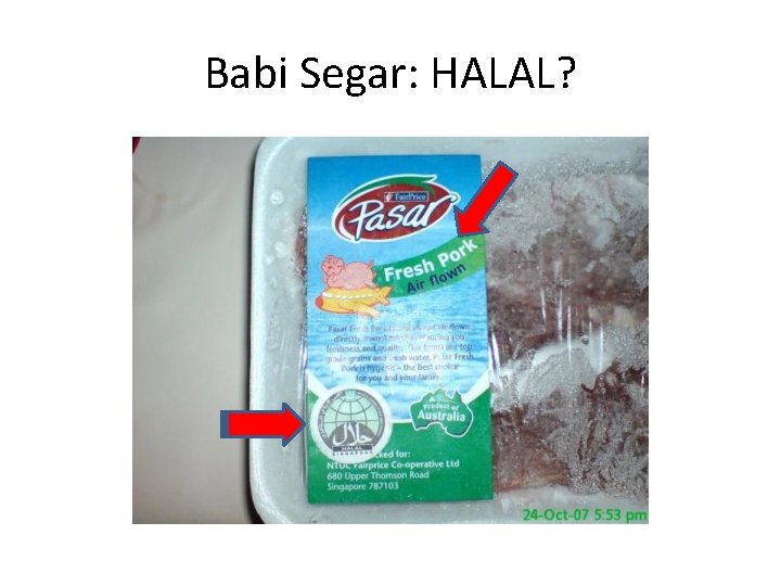 Babi Segar: HALAL? 