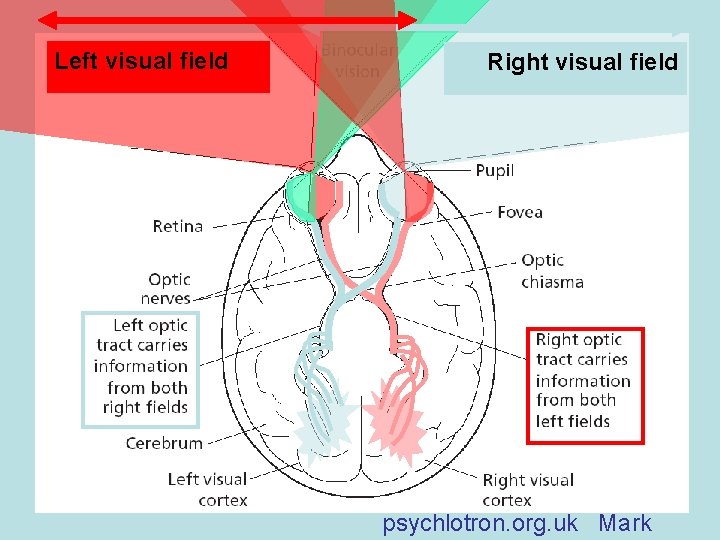 Left visual field Right visual field psychlotron. org. uk Mark 