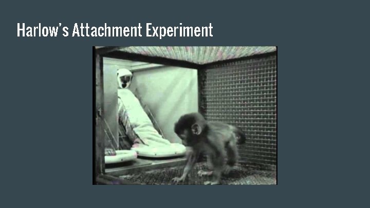 Harlow’s Attachment Experiment 