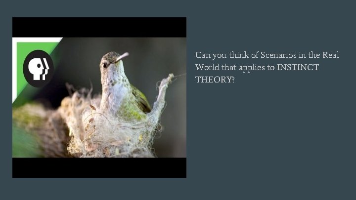 Can you think of Scenarios in the Real World that applies to INSTINCT THEORY?