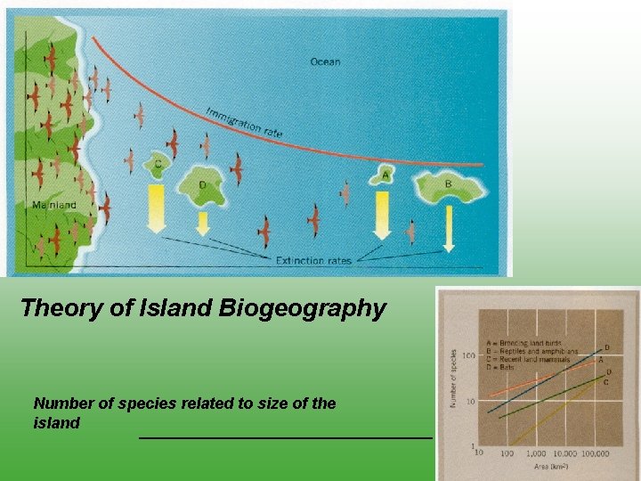 Theory of Island Biogeography Number of species related to size of the island 