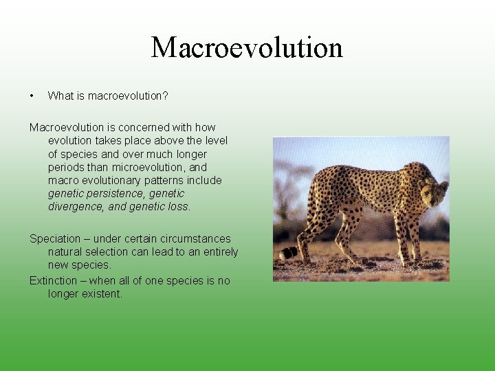 Macroevolution • What is macroevolution? Macroevolution is concerned with how evolution takes place above