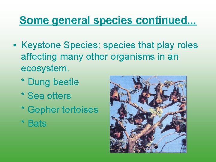 Some general species continued. . . • Keystone Species: species that play roles affecting