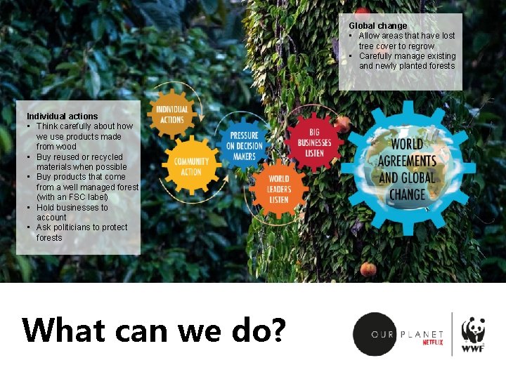 Global change • Allow areas that have lost tree cover to regrow • Carefully