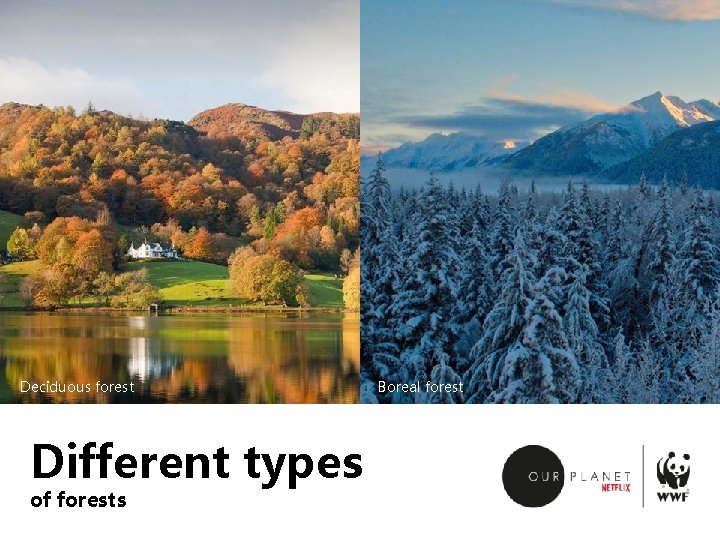 Deciduous forest Different types of forests Boreal forest 
