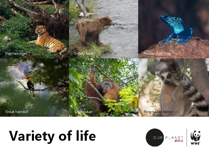 Siberian tiger Grizzly bear Poison dart frog Great hornbill Orangutan Ring-tailed lemur Variety of