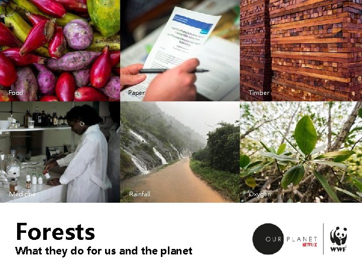 Food Paper Timber Medicine Rainfall Oxygen Forests What they do for us and the