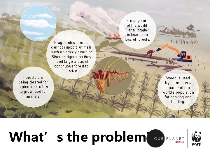 Fragmented forests cannot support animals such as grizzly bears or Siberian tigers, as they