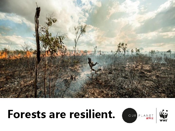 Forests are resilient. 