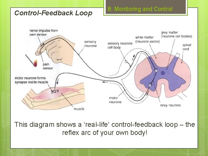 Control-Feedback Loop 8: Monitoring and Control This diagram shows a ‘real-life’ control-feedback loop –
