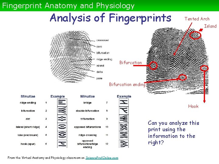 Fingerprint Anatomy and Physiology Analysis of Fingerprints Tented Arch Island Bifurcation ending Hook Can
