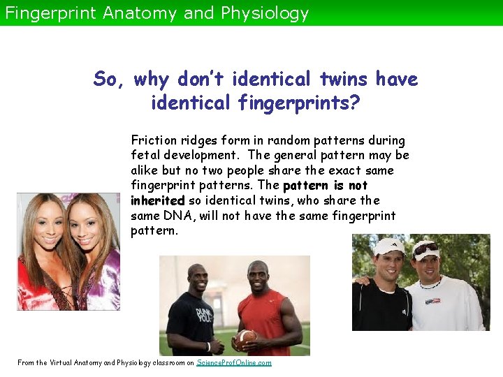 Fingerprint Anatomy and Physiology So, why don’t identical twins have identical fingerprints? Friction ridges