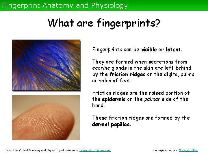 Fingerprint Anatomy and Physiology What are fingerprints? Fingerprints can be visible or latent. They