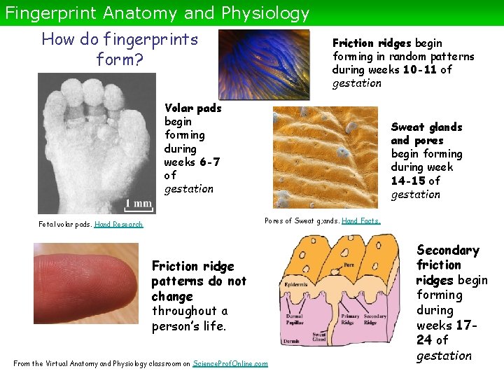 Fingerprint Anatomy and Physiology How do fingerprints form? Friction ridges begin forming in random