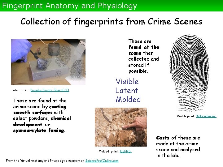 Fingerprint Anatomy and Physiology Collection of fingerprints from Crime Scenes These are found at