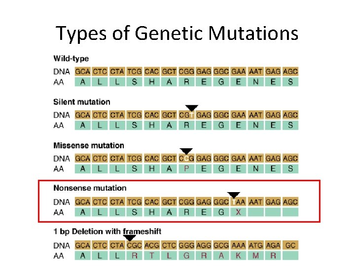 Types of Genetic Mutations 