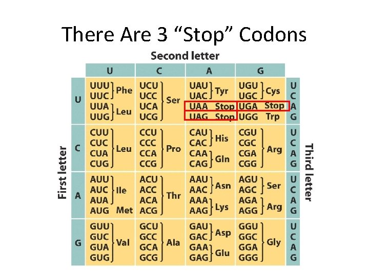 There Are 3 “Stop” Codons 
