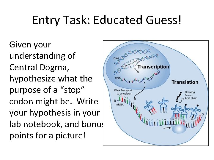 Entry Task: Educated Guess! Given your understanding of Central Dogma, hypothesize what the purpose