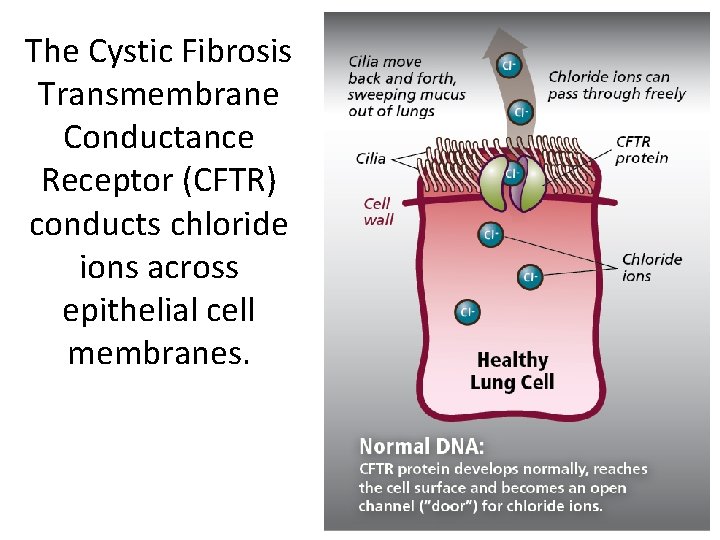 The Cystic Fibrosis Transmembrane Conductance Receptor (CFTR) conducts chloride ions across epithelial cell membranes.