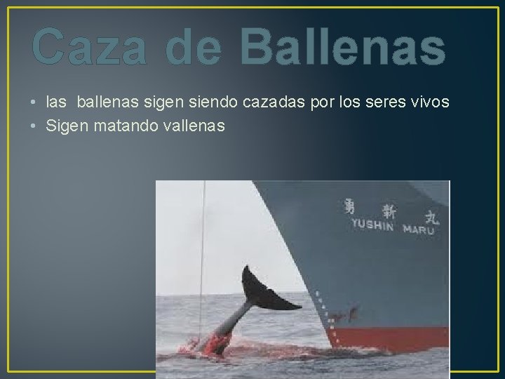 Caza de Ballenas • las ballenas sigen siendo cazadas por los seres vivos •