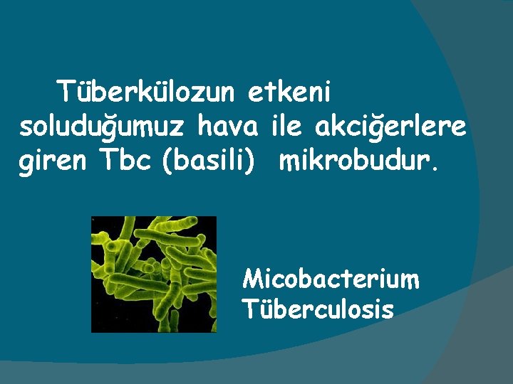 Tüberkülozun etkeni soluduğumuz hava ile akciğerlere giren Tbc (basili) mikrobudur. Micobacterium Tüberculosis 