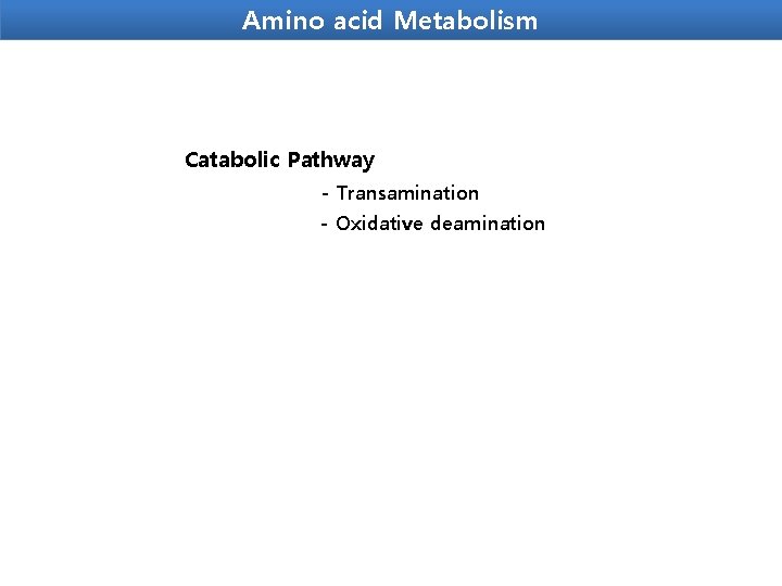 Amino acid Metabolism Catabolic Pathway - Transamination - Oxidative deamination 