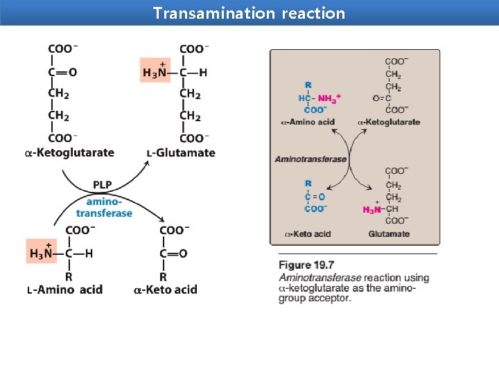 Transamination reaction 