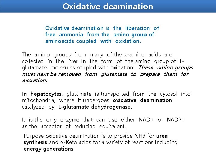 Oxidative deamination is the liberation of free ammonia from the amino group of aminoacids