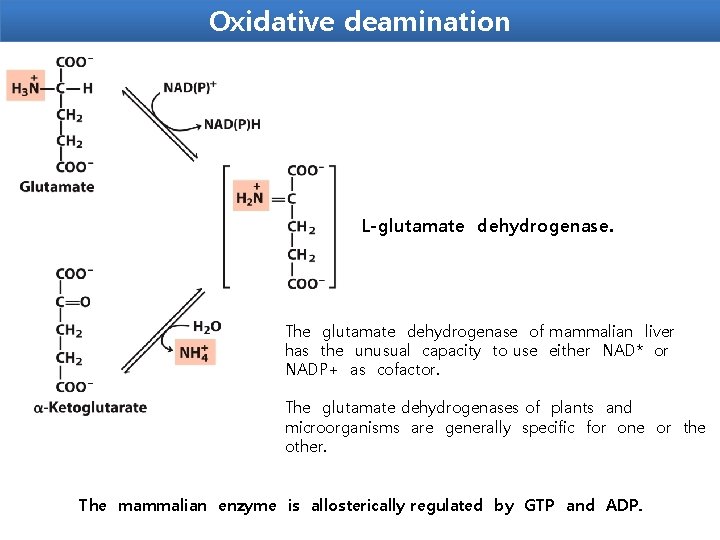 Oxidative deamination L-glutamate dehydrogenase. The glutamate dehydrogenase of mammalian liver has the unusual capacity