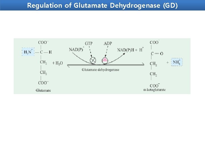 Regulation of Glutamate Dehydrogenase (GD) 
