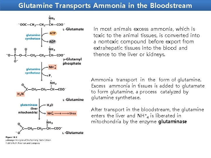 Glutamine Transports Ammonia in the Bloodstream In most animals excess ammonia, which is toxic