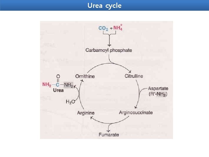 Urea cycle 