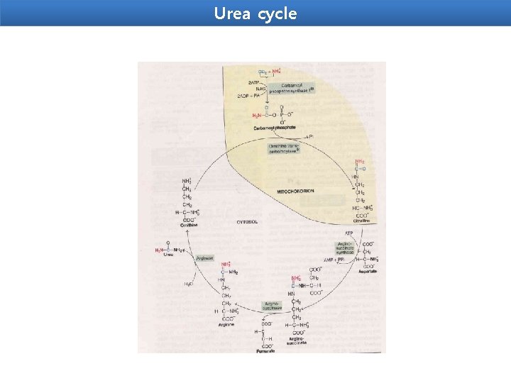 Urea cycle 