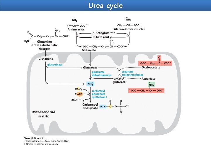Urea cycle 