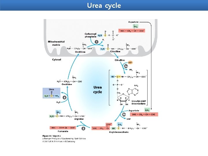 Urea cycle 