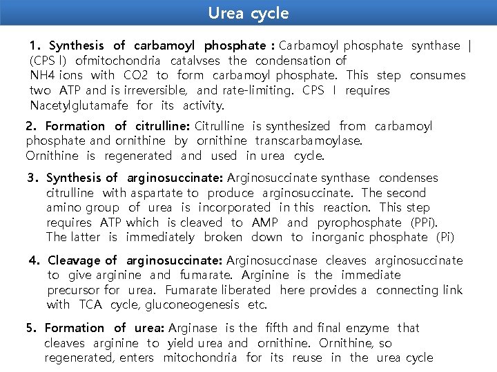 Urea cycle 1. Synthesis of carbamoyl phosphate : Carbamoyl phosphate synthase | (CPS l)