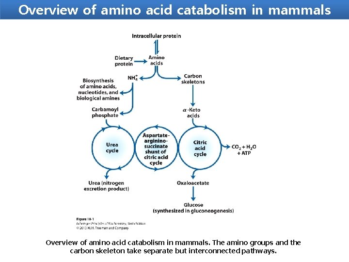 Overview of amino acid catabolism in mammals. The amino groups and the carbon skeleton