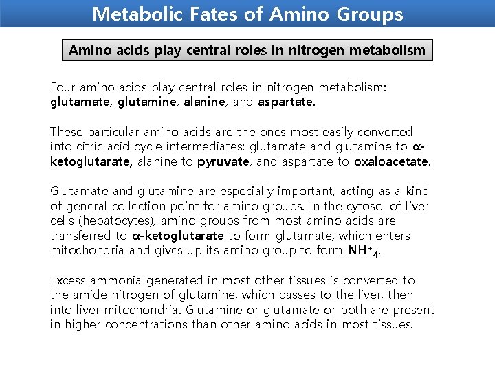 Metabolic Fates of Amino Groups Amino acids play central roles in nitrogen metabolism Four