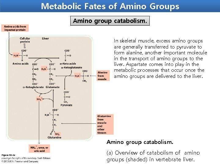 Metabolic Fates of Amino Groups Amino group catabolism. In skeletal muscle, excess amino groups