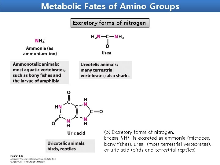 Metabolic Fates of Amino Groups Excretory forms of nitrogen (b) Excretory forms of nitrogen.